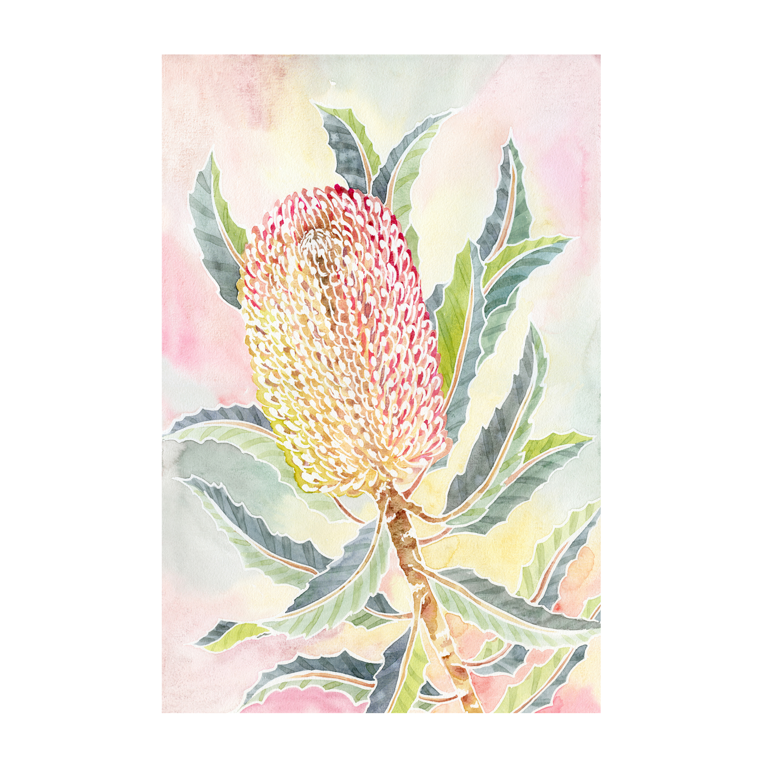 wall-art-print-canvas-poster-framed-Pastel Banksia , By Jessie Mitchelson-GIOIA-WALL-ART