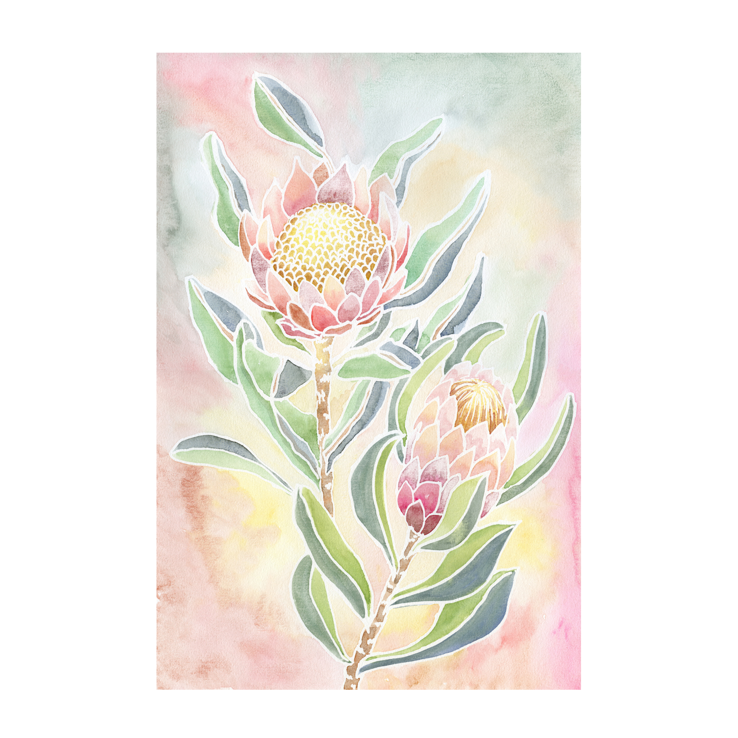 wall-art-print-canvas-poster-framed-Pastel Proteas , By Jessie Mitchelson-GIOIA-WALL-ART