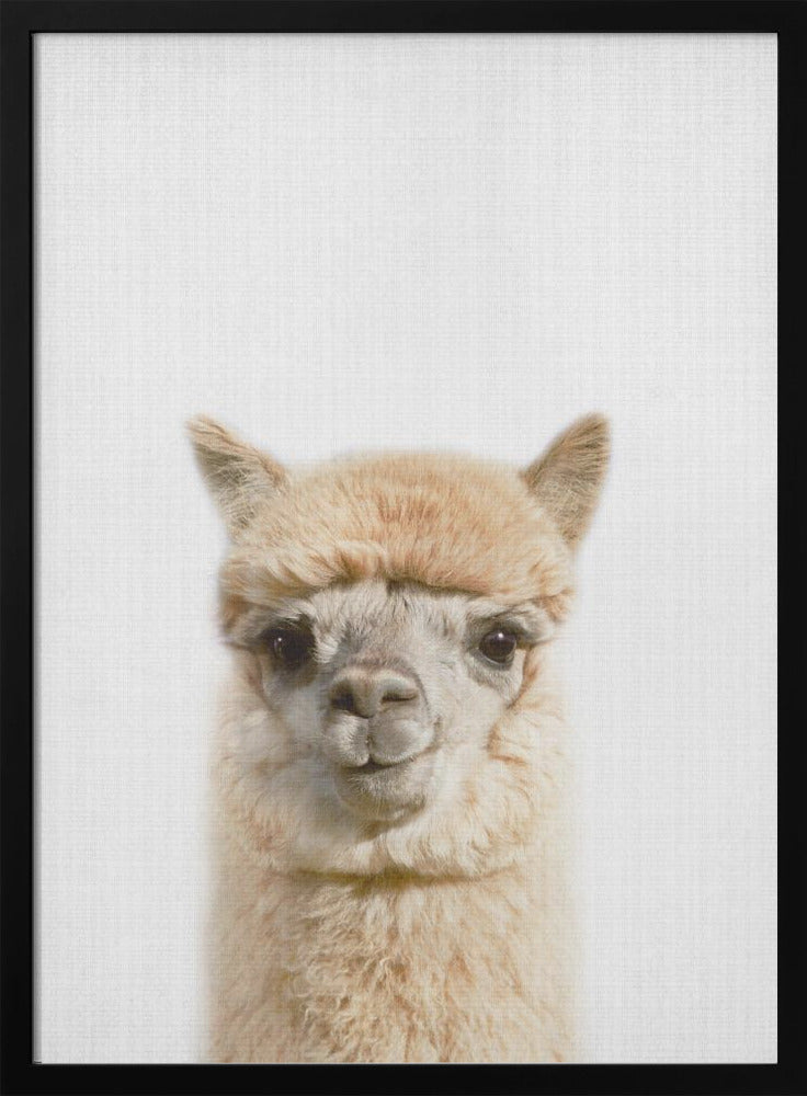 wall-art-print-canvas-poster-framed-Peekaboo Alpaca , By Lola Peacock-3