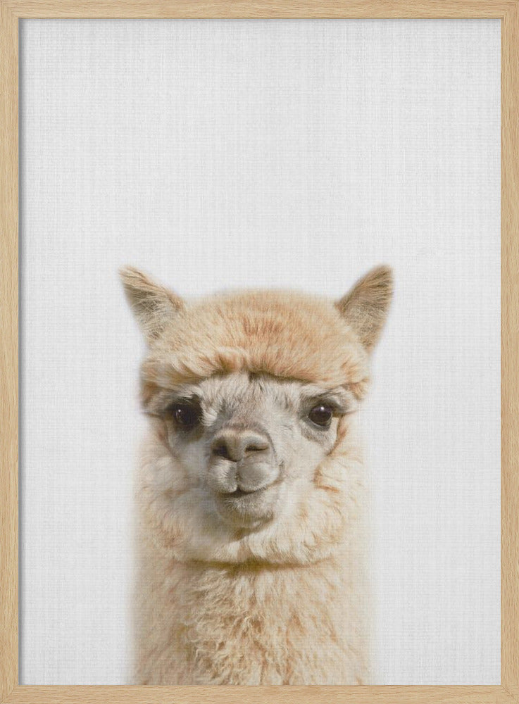 wall-art-print-canvas-poster-framed-Peekaboo Alpaca , By Lola Peacock-4