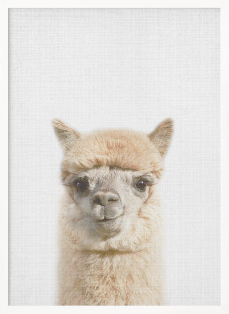 wall-art-print-canvas-poster-framed-Peekaboo Alpaca , By Lola Peacock-5