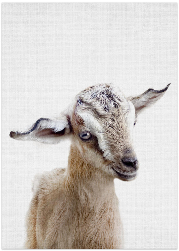 wall-art-print-canvas-poster-framed-Peekaboo Baby Goat , By Lola Peacock-1