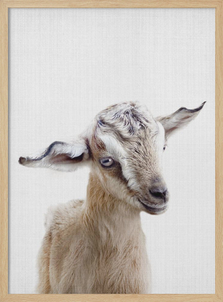 wall-art-print-canvas-poster-framed-Peekaboo Baby Goat , By Lola Peacock-4