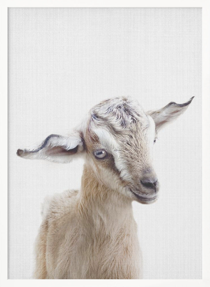 wall-art-print-canvas-poster-framed-Peekaboo Baby Goat , By Lola Peacock-5