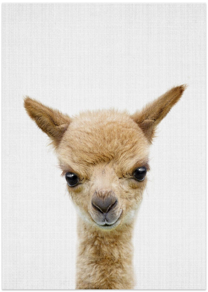 wall-art-print-canvas-poster-framed-Peekaboo Baby Llama , By Lola Peacock-1