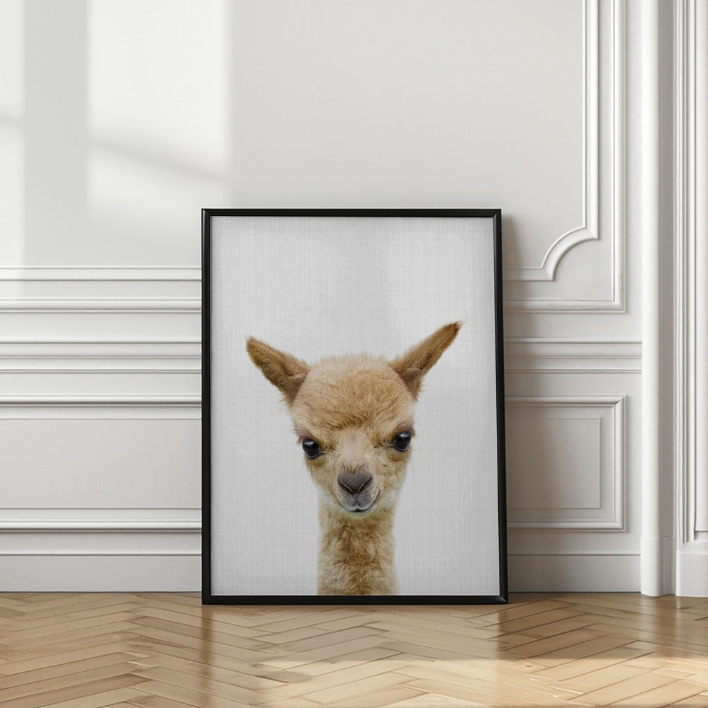 wall-art-print-canvas-poster-framed-Peekaboo Baby Llama , By Lola Peacock-2