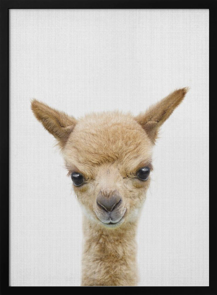 wall-art-print-canvas-poster-framed-Peekaboo Baby Llama , By Lola Peacock-3