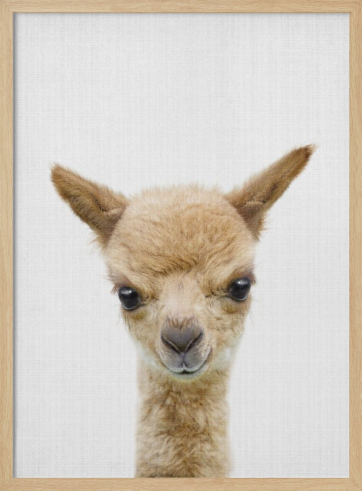 wall-art-print-canvas-poster-framed-Peekaboo Baby Llama , By Lola Peacock-4