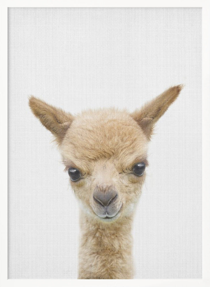 wall-art-print-canvas-poster-framed-Peekaboo Baby Llama , By Lola Peacock-5