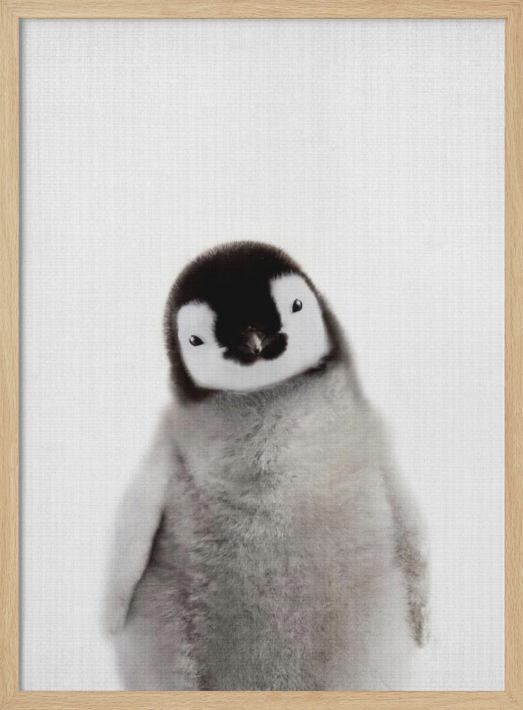 wall-art-print-canvas-poster-framed-Peekaboo Baby Penguin , By Lola Peacock-4