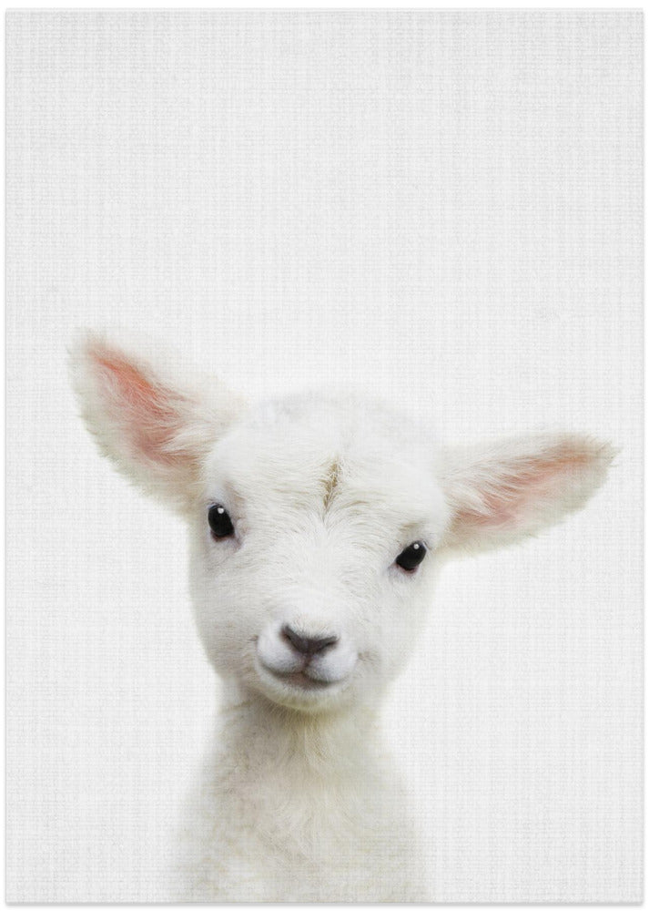 wall-art-print-canvas-poster-framed-Peekaboo Baby Sheep , By Lola Peacock-1