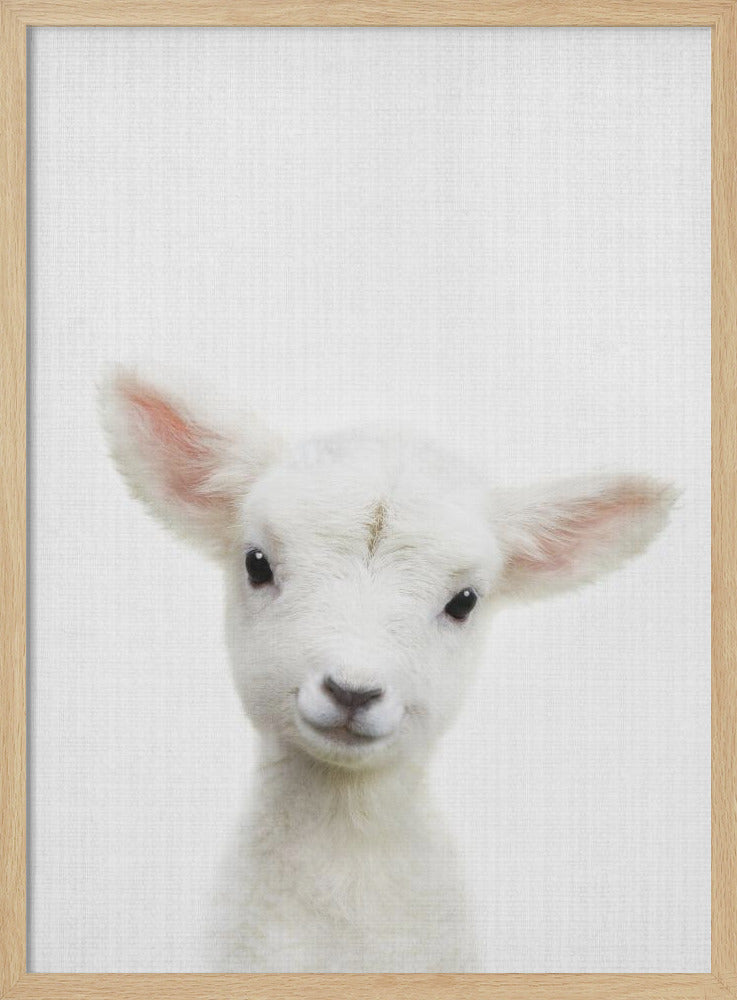 wall-art-print-canvas-poster-framed-Peekaboo Baby Sheep , By Lola Peacock-4