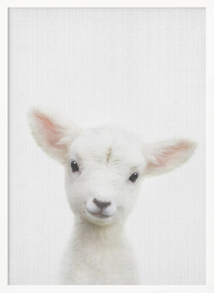 wall-art-print-canvas-poster-framed-Peekaboo Baby Sheep , By Lola Peacock-5