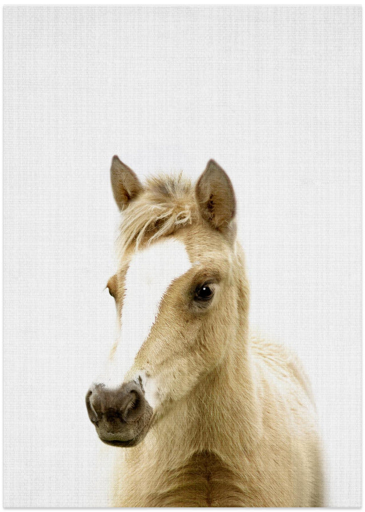 wall-art-print-canvas-poster-framed-Peekaboo Foal , By Lola Peacock-1