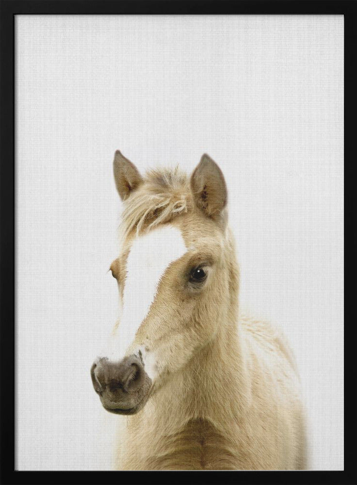 wall-art-print-canvas-poster-framed-Peekaboo Foal , By Lola Peacock-3