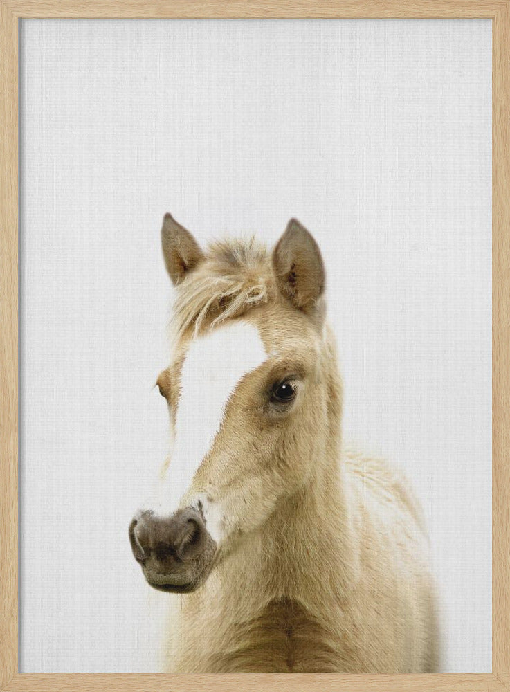 wall-art-print-canvas-poster-framed-Peekaboo Foal , By Lola Peacock-4