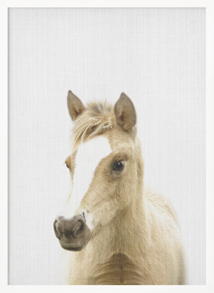 wall-art-print-canvas-poster-framed-Peekaboo Foal , By Lola Peacock-5