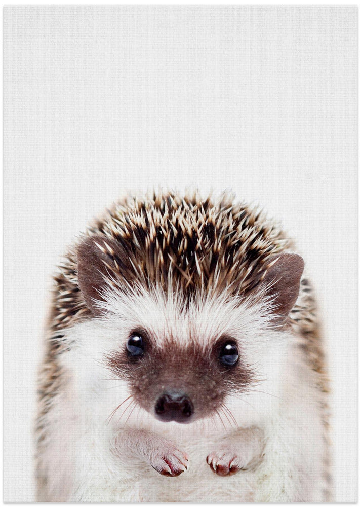 wall-art-print-canvas-poster-framed-Peekaboo Hedgehog , By Lola Peacock-1