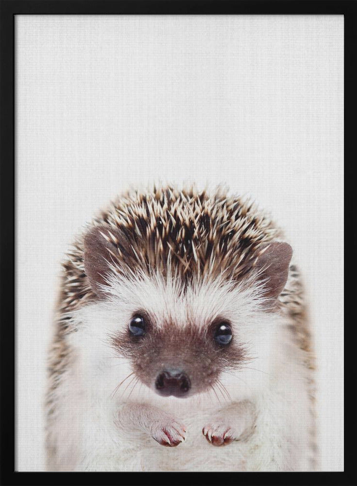 wall-art-print-canvas-poster-framed-Peekaboo Hedgehog , By Lola Peacock-3