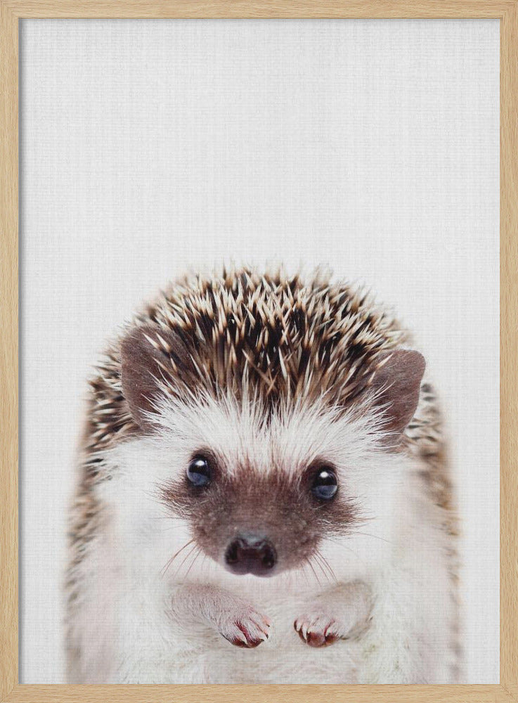 wall-art-print-canvas-poster-framed-Peekaboo Hedgehog , By Lola Peacock-4