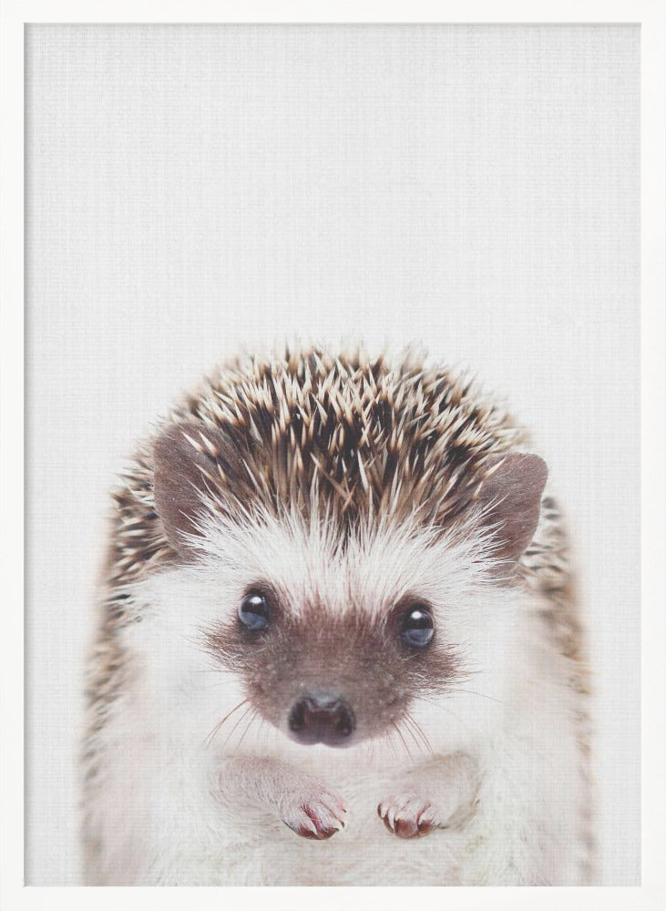 wall-art-print-canvas-poster-framed-Peekaboo Hedgehog , By Lola Peacock-5