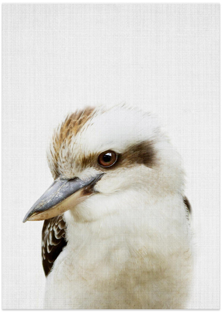 wall-art-print-canvas-poster-framed-Peekaboo Kookaburra , By Lola Peacock-1