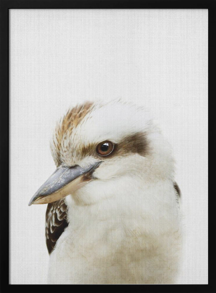 wall-art-print-canvas-poster-framed-Peekaboo Kookaburra , By Lola Peacock-3