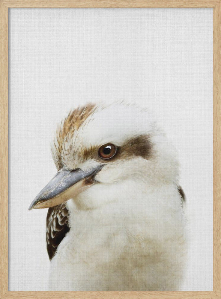 wall-art-print-canvas-poster-framed-Peekaboo Kookaburra , By Lola Peacock-4