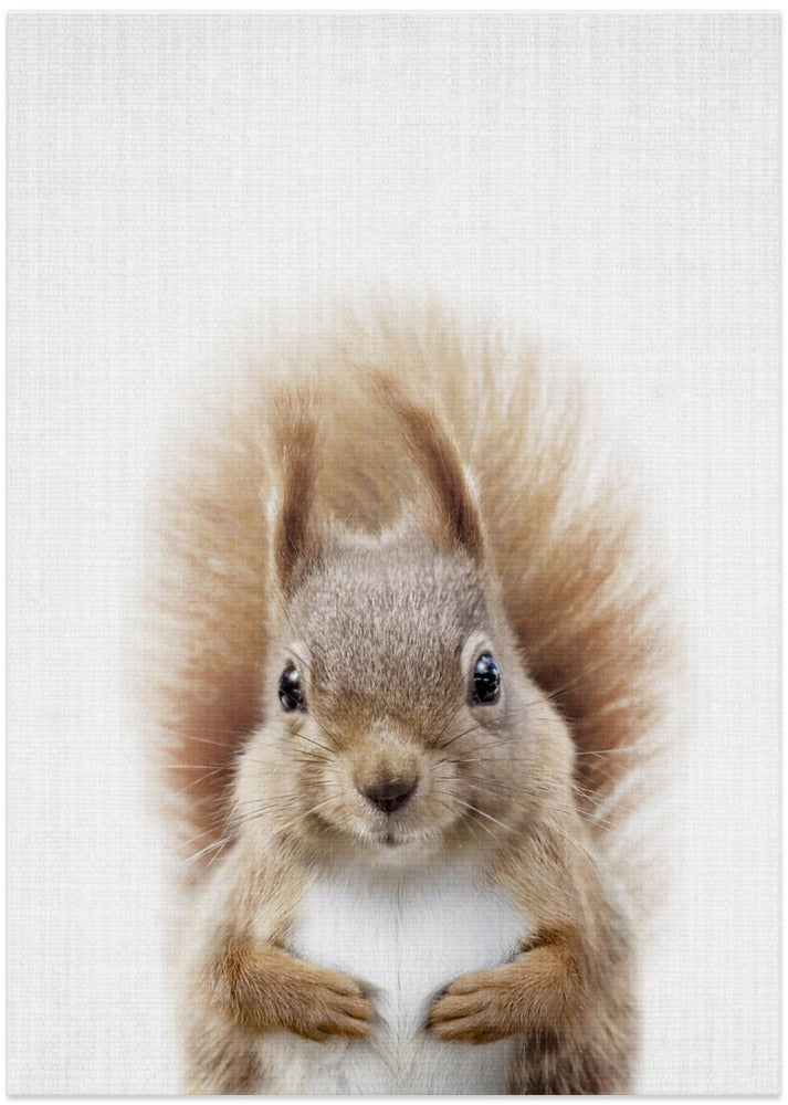 wall-art-print-canvas-poster-framed-Peekaboo Squirrel , By Lola Peacock-1