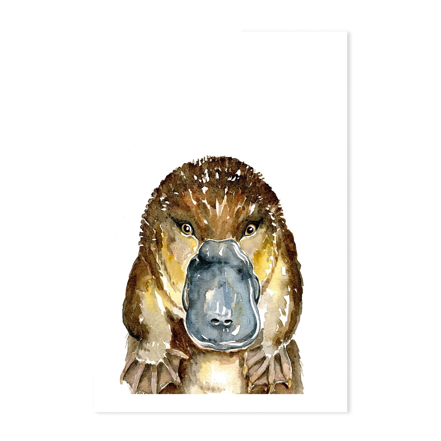 wall-art-print-canvas-poster-framed-Platypus , By Jessie Mitchelson-GIOIA-WALL-ART