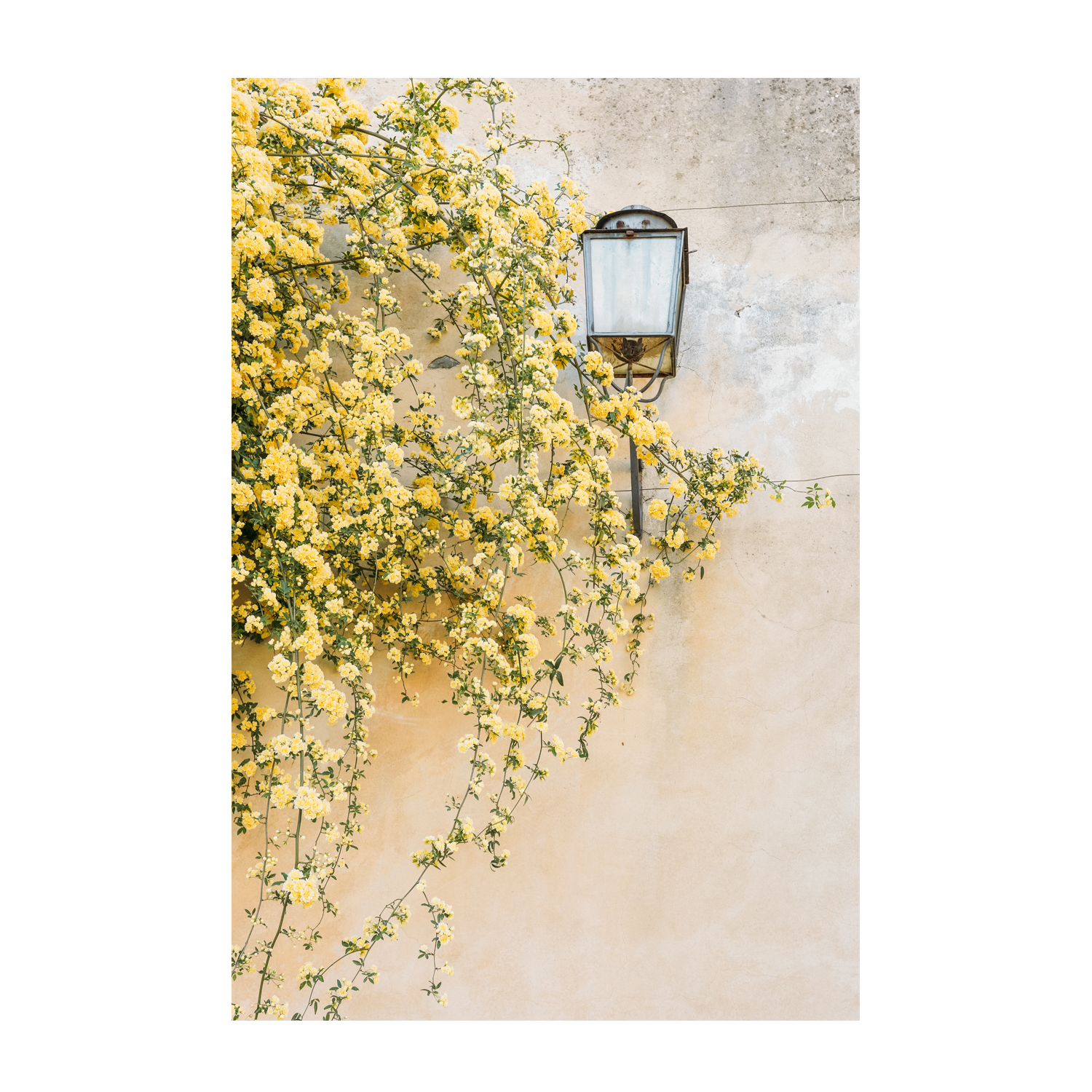 wall-art-print-canvas-poster-framed-Primavera, Florence, Italy , By Leggera Studio-GIOIA-WALL-ART