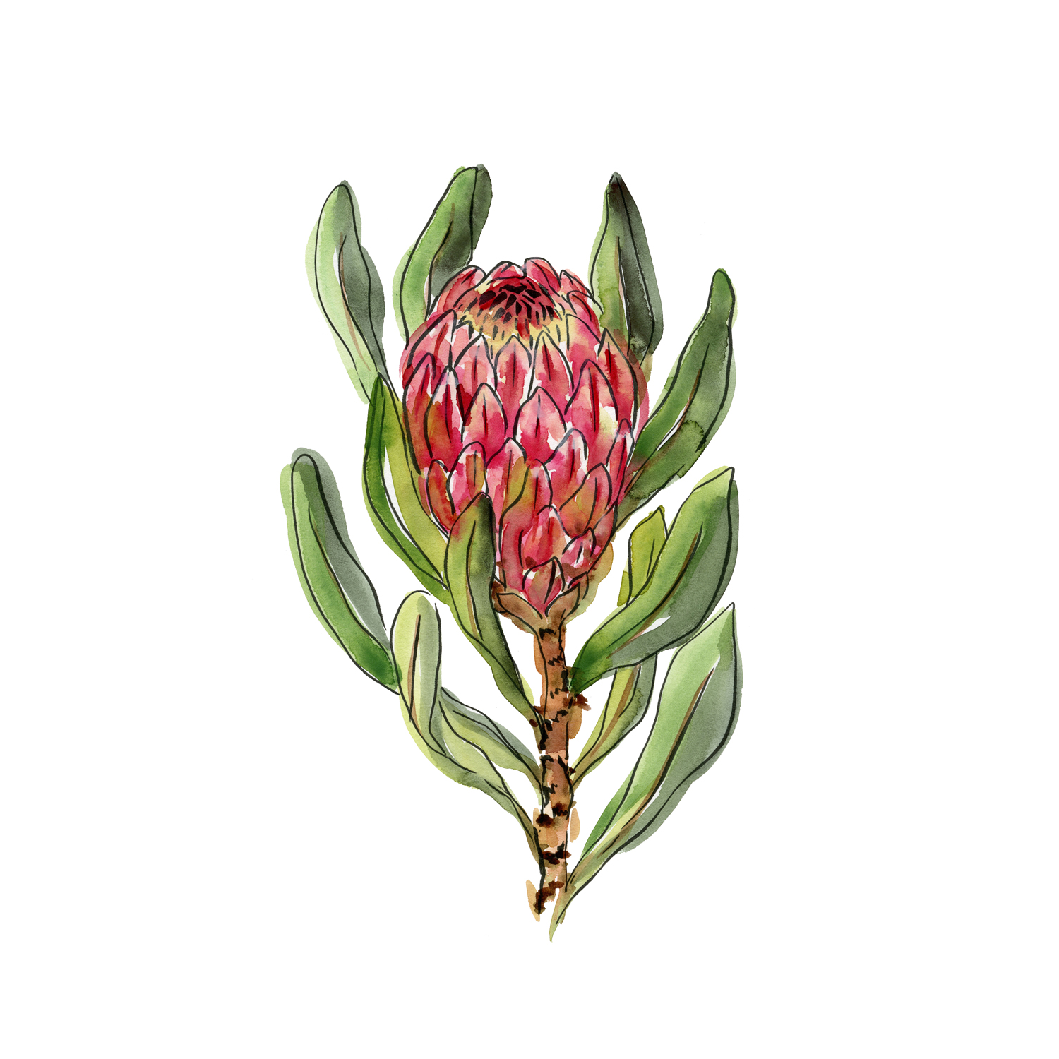 wall-art-print-canvas-poster-framed-Protea , By Jessie Mitchelson-GIOIA-WALL-ART