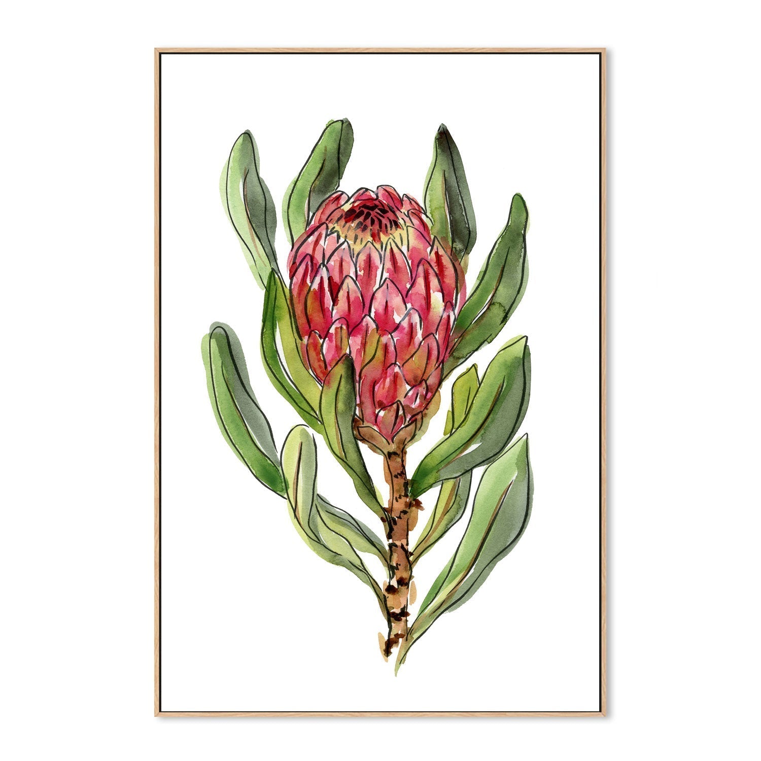 wall-art-print-canvas-poster-framed-Protea , By Jessie Mitchelson-GIOIA-WALL-ART