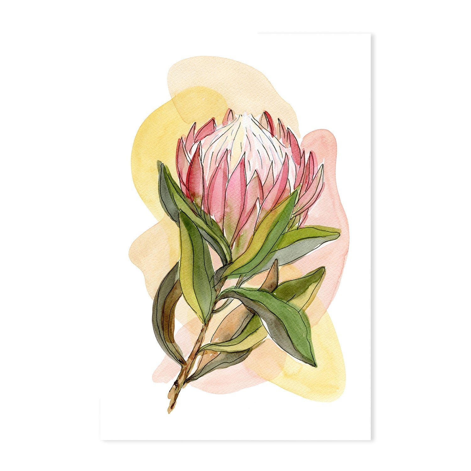 wall-art-print-canvas-poster-framed-Protea Line Drawing , By Jessie Mitchelson-GIOIA-WALL-ART