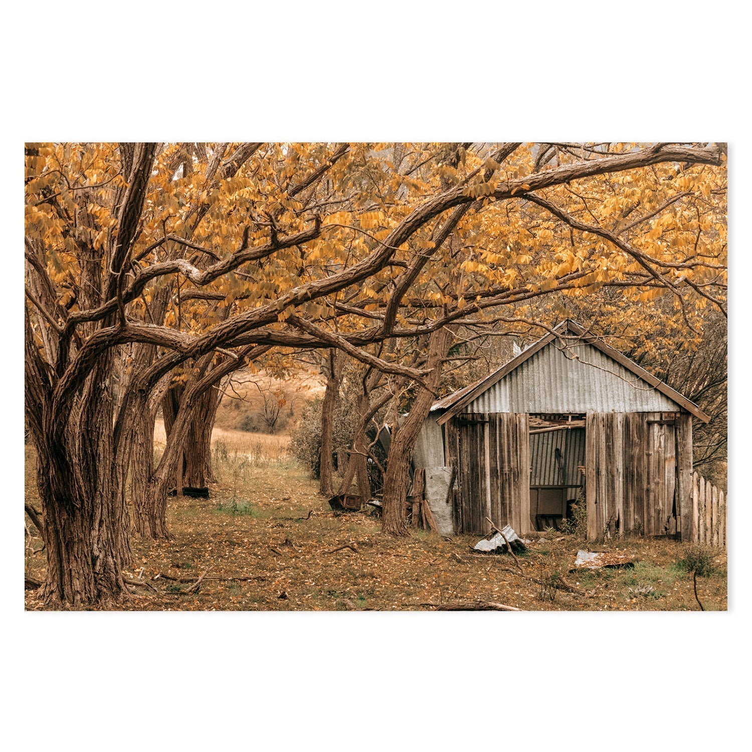 wall-art-print-canvas-poster-framed-Rustic Shed, Tenterfield, New South Wales , By Earth Sea & Me , By Earth Sea & Me-GIOIA-WALL-ART