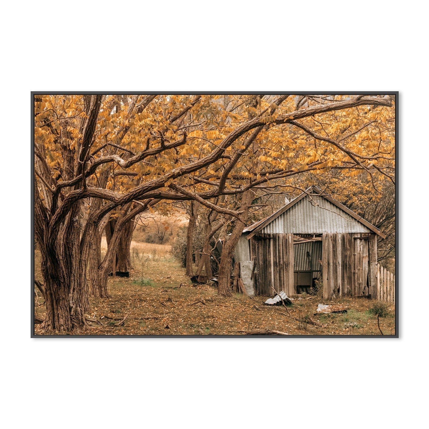 wall-art-print-canvas-poster-framed-Rustic Shed, Tenterfield, New South Wales , By Earth Sea & Me , By Earth Sea & Me-GIOIA-WALL-ART