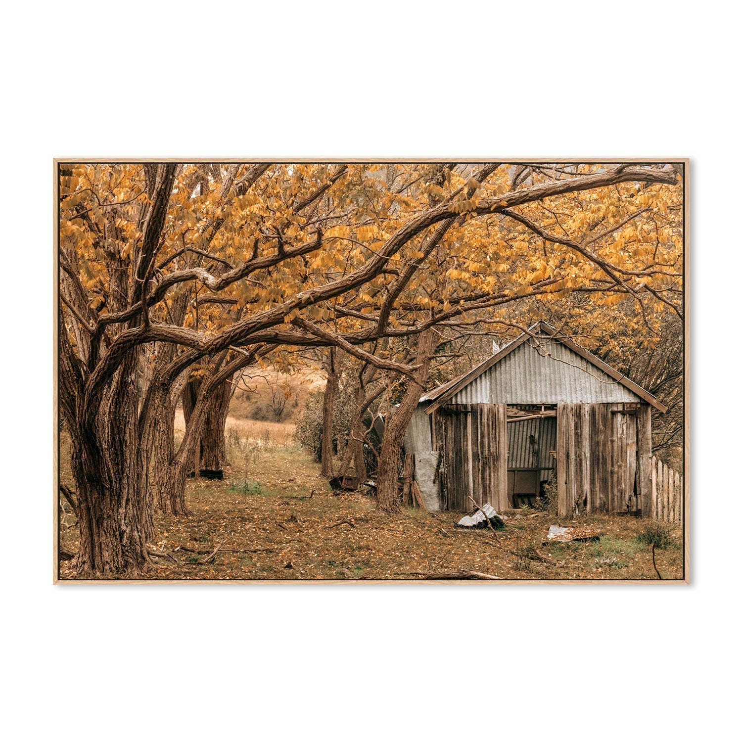 wall-art-print-canvas-poster-framed-Rustic Shed, Tenterfield, New South Wales , By Earth Sea & Me , By Earth Sea & Me-GIOIA-WALL-ART