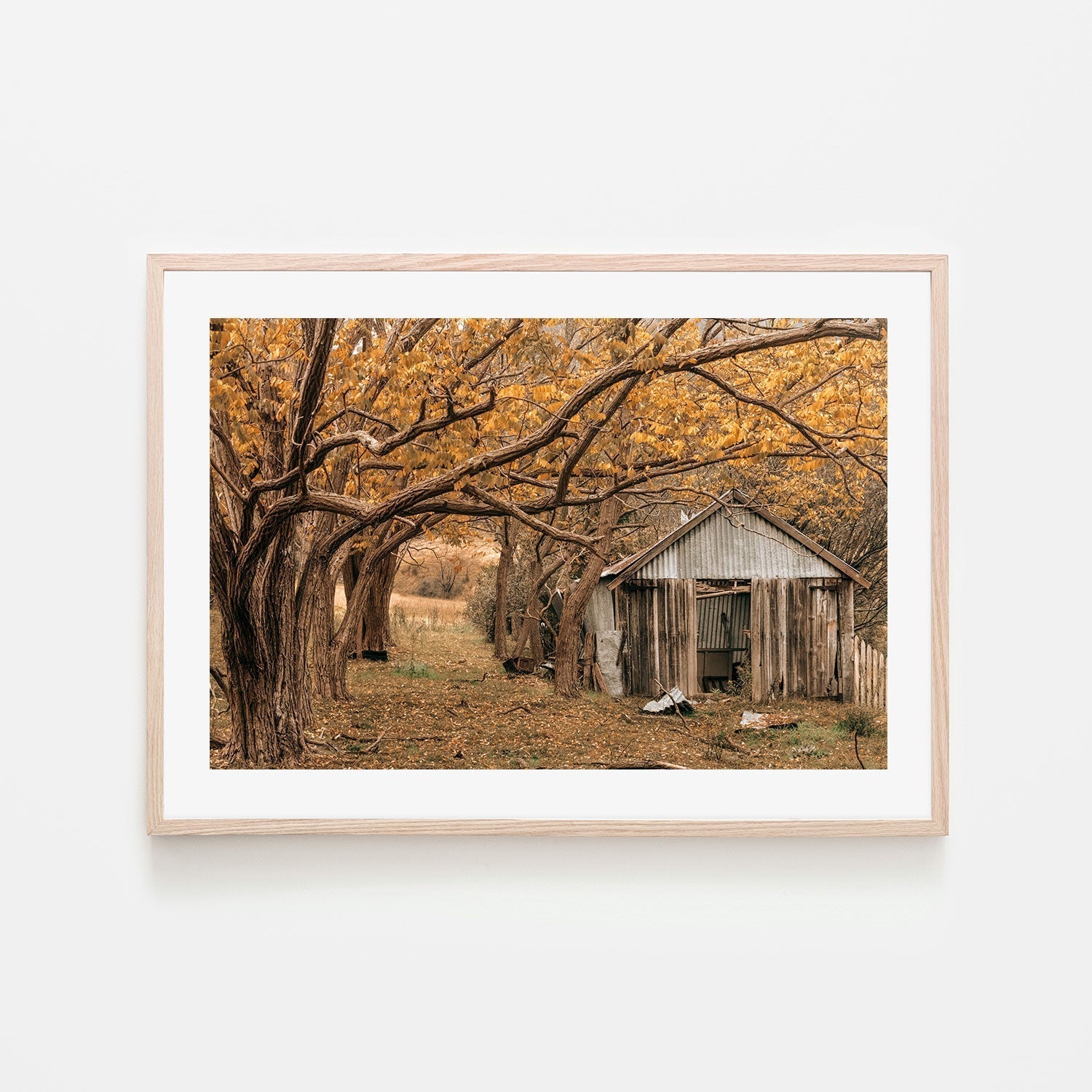 wall-art-print-canvas-poster-framed-Rustic Shed, Tenterfield, New South Wales , By Earth Sea & Me , By Earth Sea & Me-GIOIA-WALL-ART