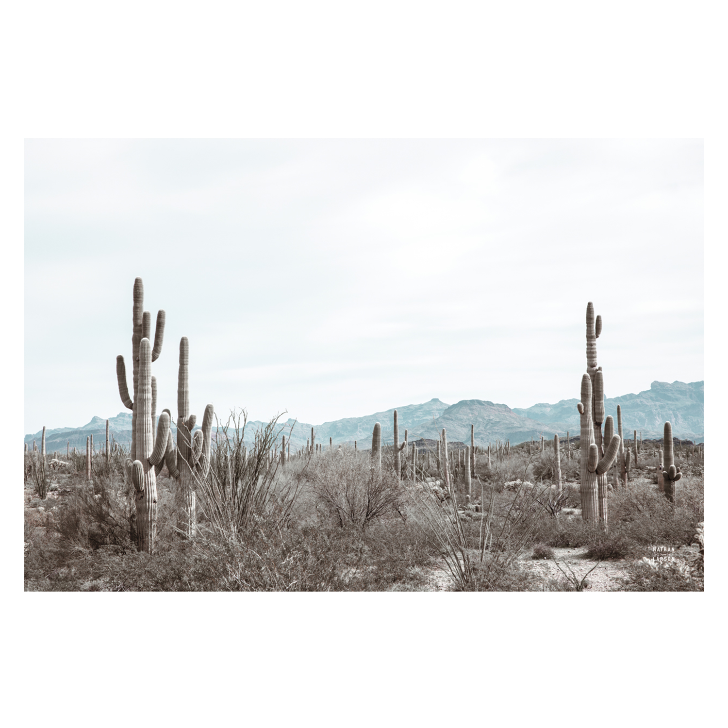 wall-art-print-canvas-poster-framed-Sonoran Wonderland , By Kellie Morris-1