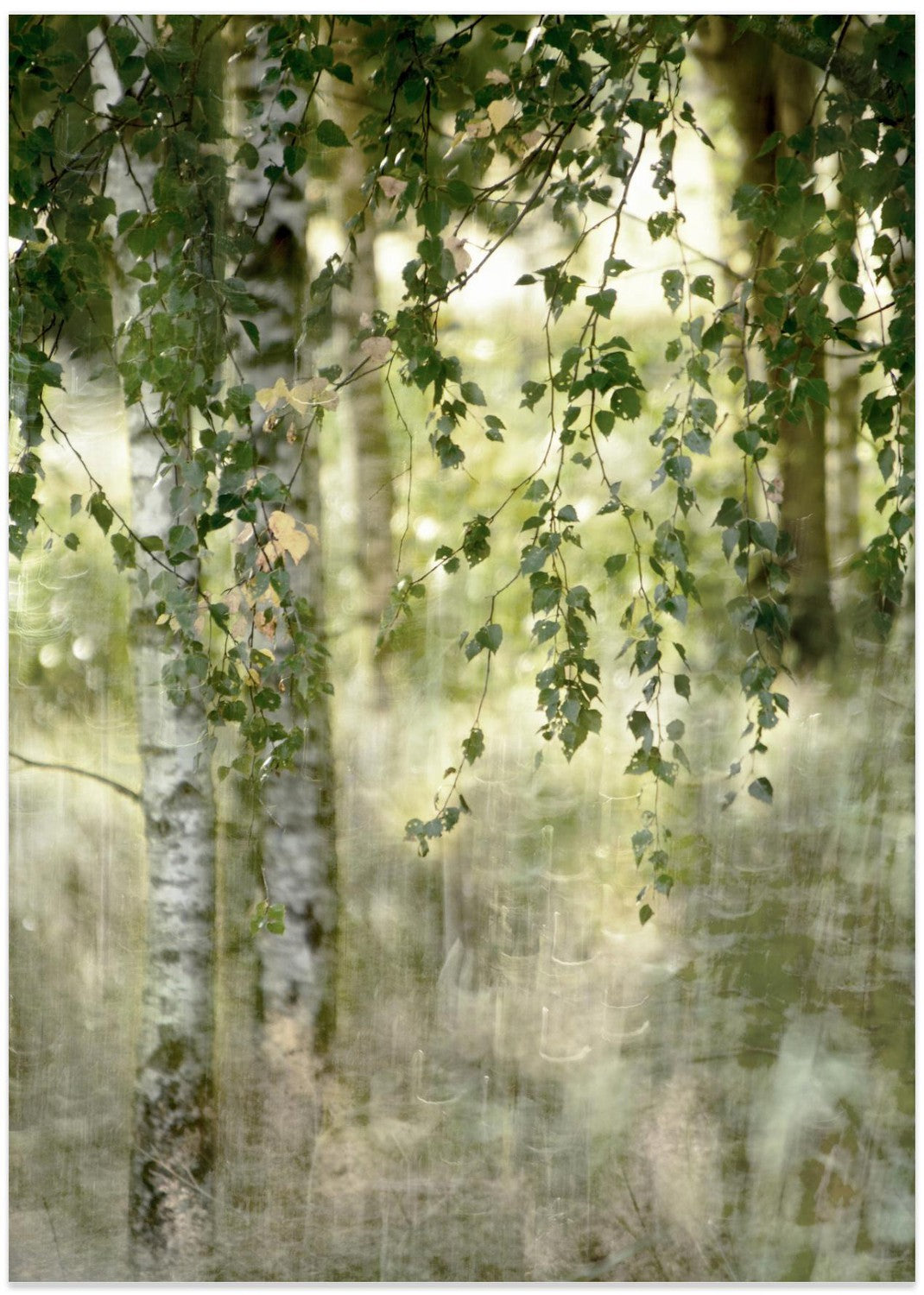 wall-art-print-canvas-poster-framed-Spring birch , By Christina Sillen-1