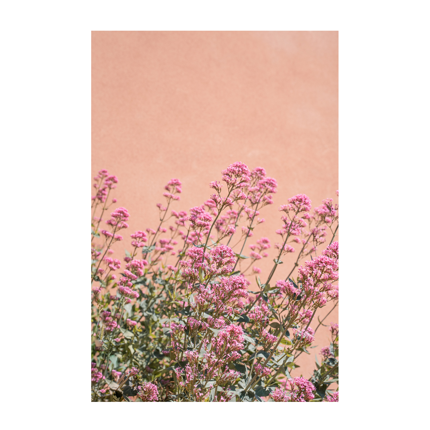 wall-art-print-canvas-poster-framed-Summer Flowers-1