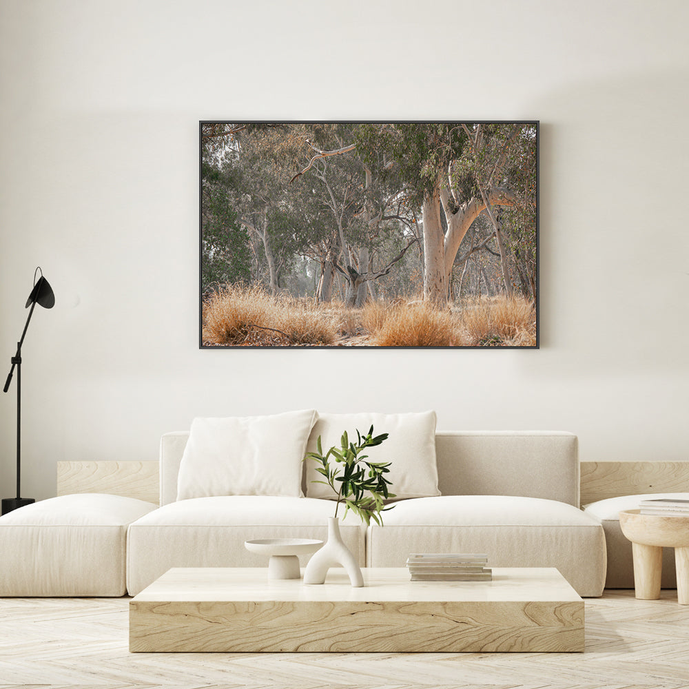 wall-art-print-canvas-poster-framed-Sunkissed Gumtrees-GIOIA-WALL-ART