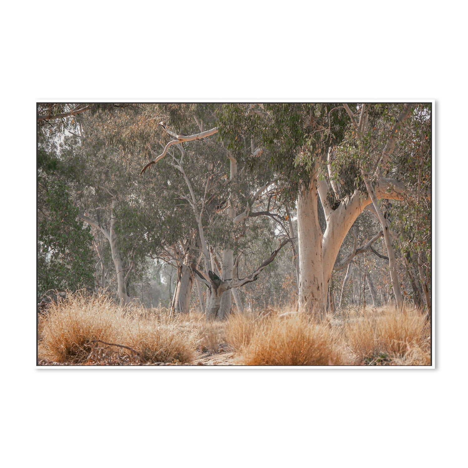 wall-art-print-canvas-poster-framed-Sunkissed Gumtrees-GIOIA-WALL-ART