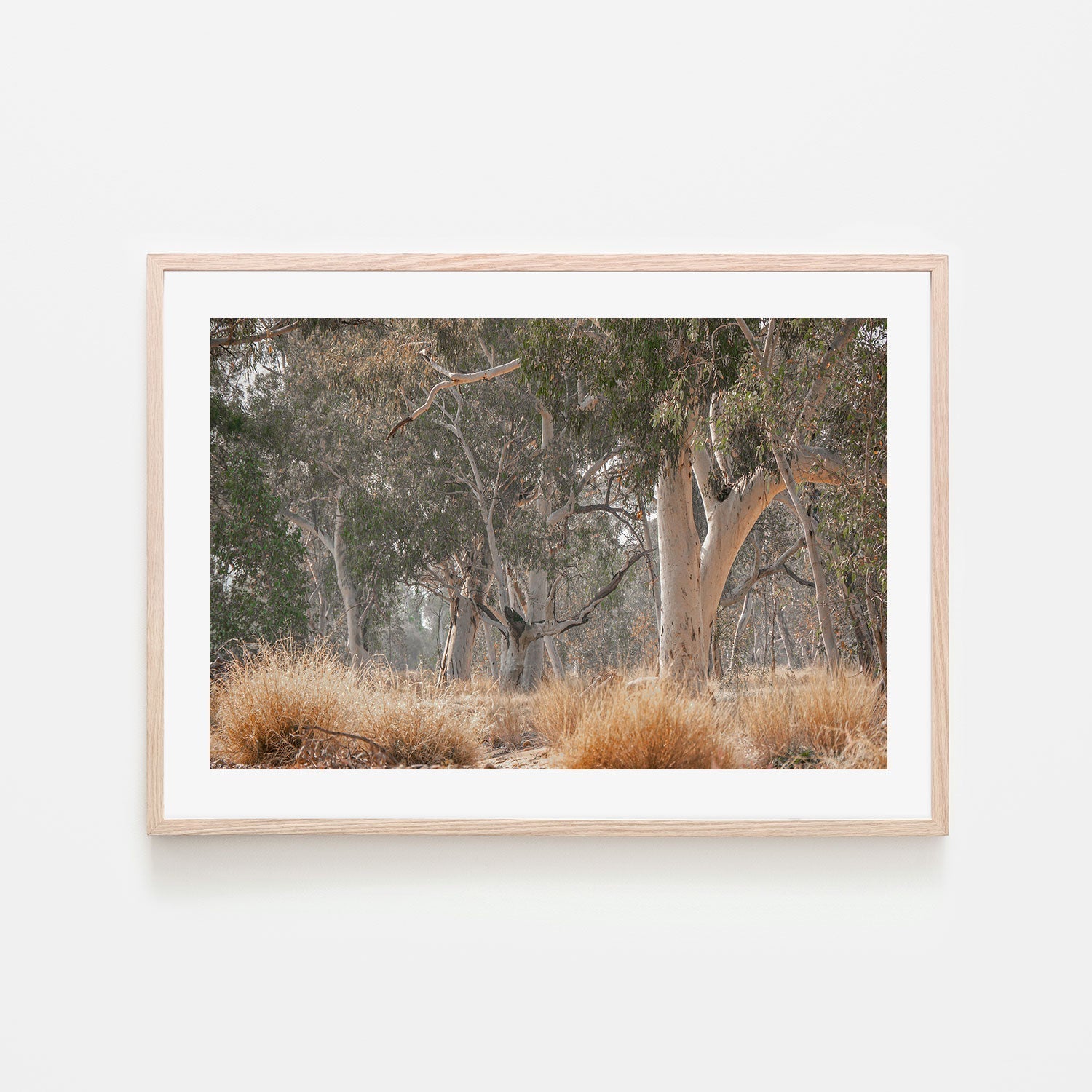 wall-art-print-canvas-poster-framed-Sunkissed Gumtrees-GIOIA-WALL-ART