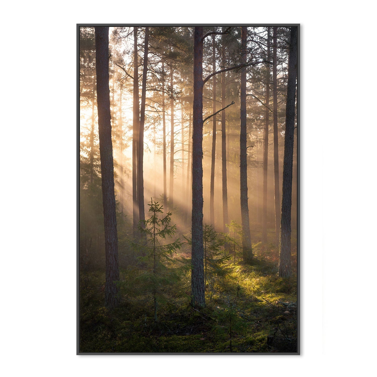 wall-art-print-canvas-poster-framed-Sunshine Forest , By Christian Lindsten-GIOIA-WALL-ART