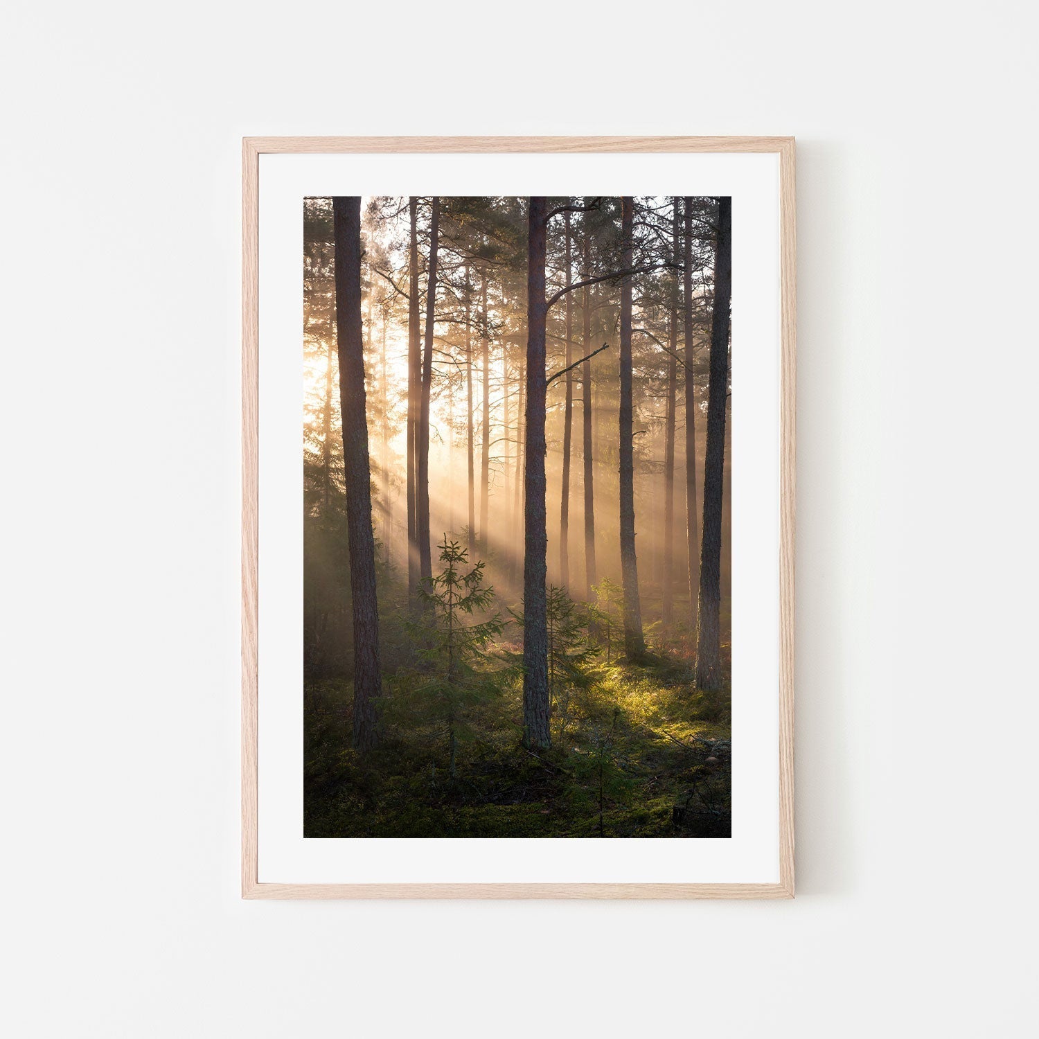 wall-art-print-canvas-poster-framed-Sunshine Forest , By Christian Lindsten-GIOIA-WALL-ART