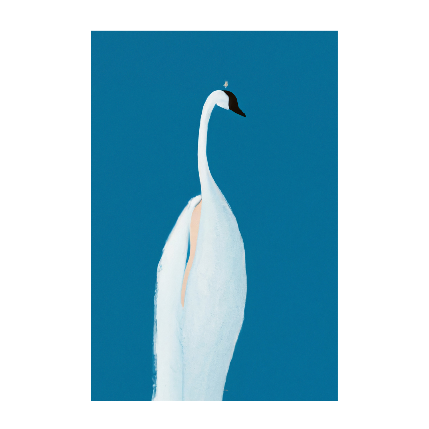 wall-art-print-canvas-poster-framed-Swan Maybe , By Pictufy-1