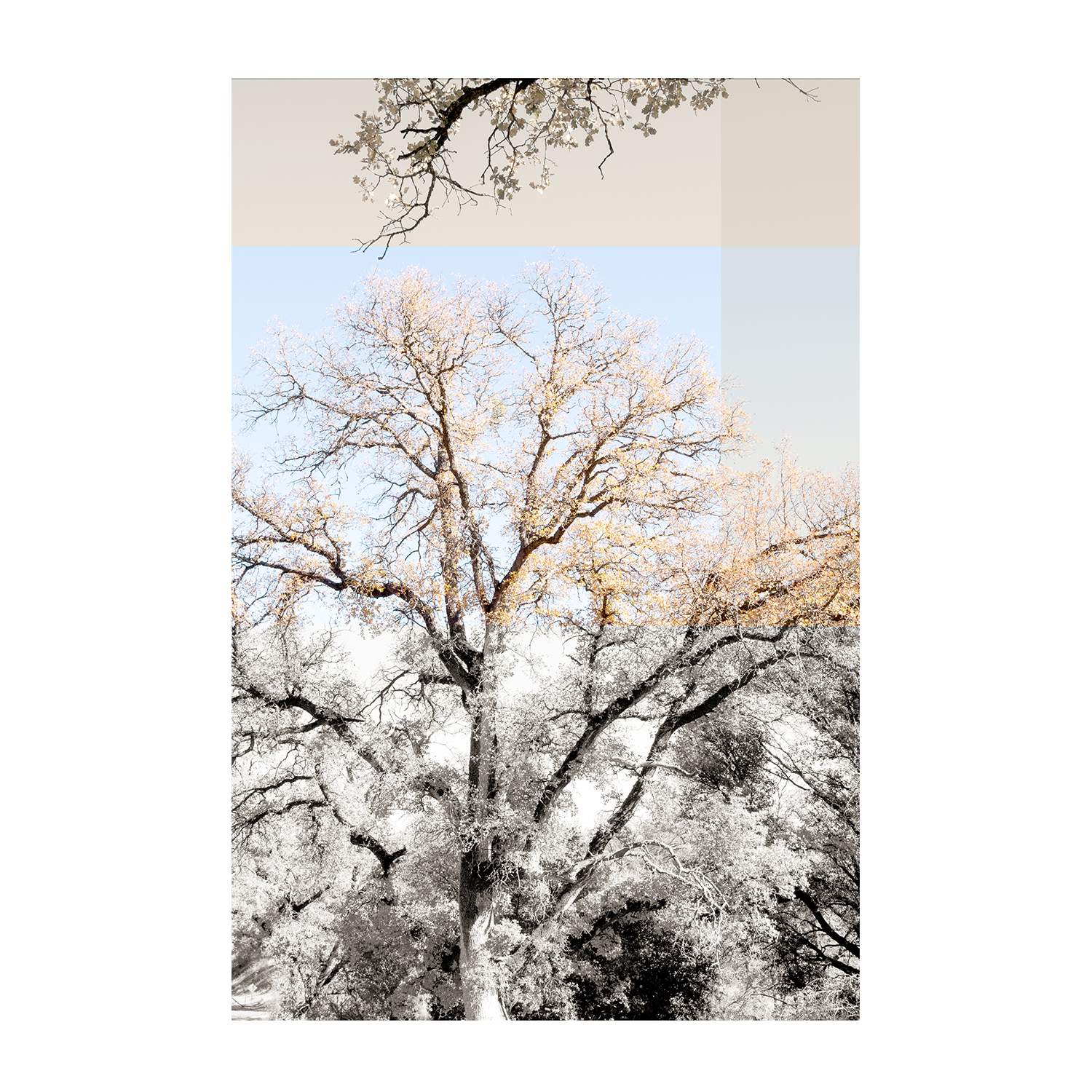 wall-art-print-canvas-poster-framed-Tree Collage, Style A , By Hope Bainbridge-1