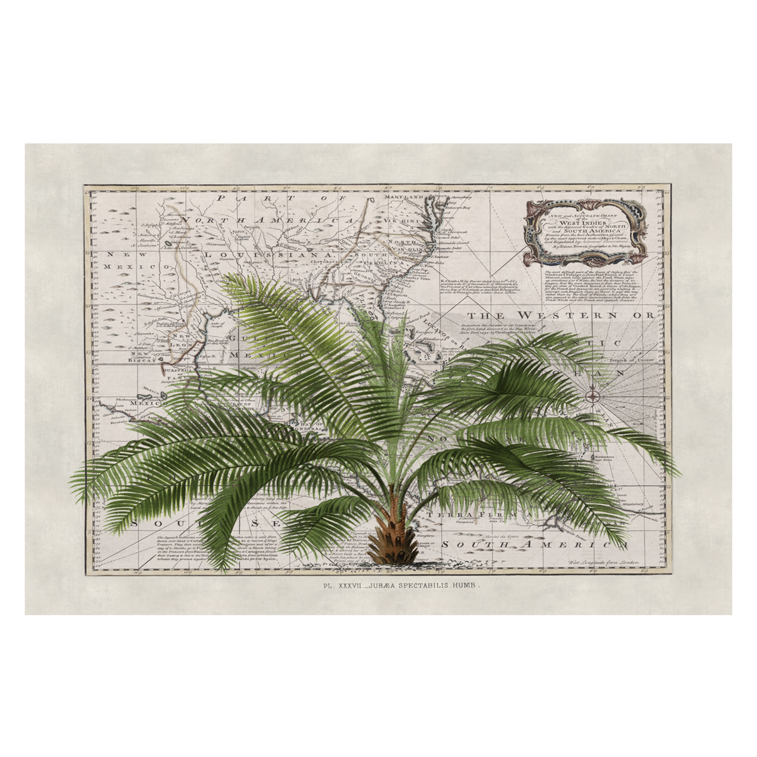 wall-art-print-canvas-poster-framed-Tropical Empire, By Andrea Haase-GIOIA-WALL-ART