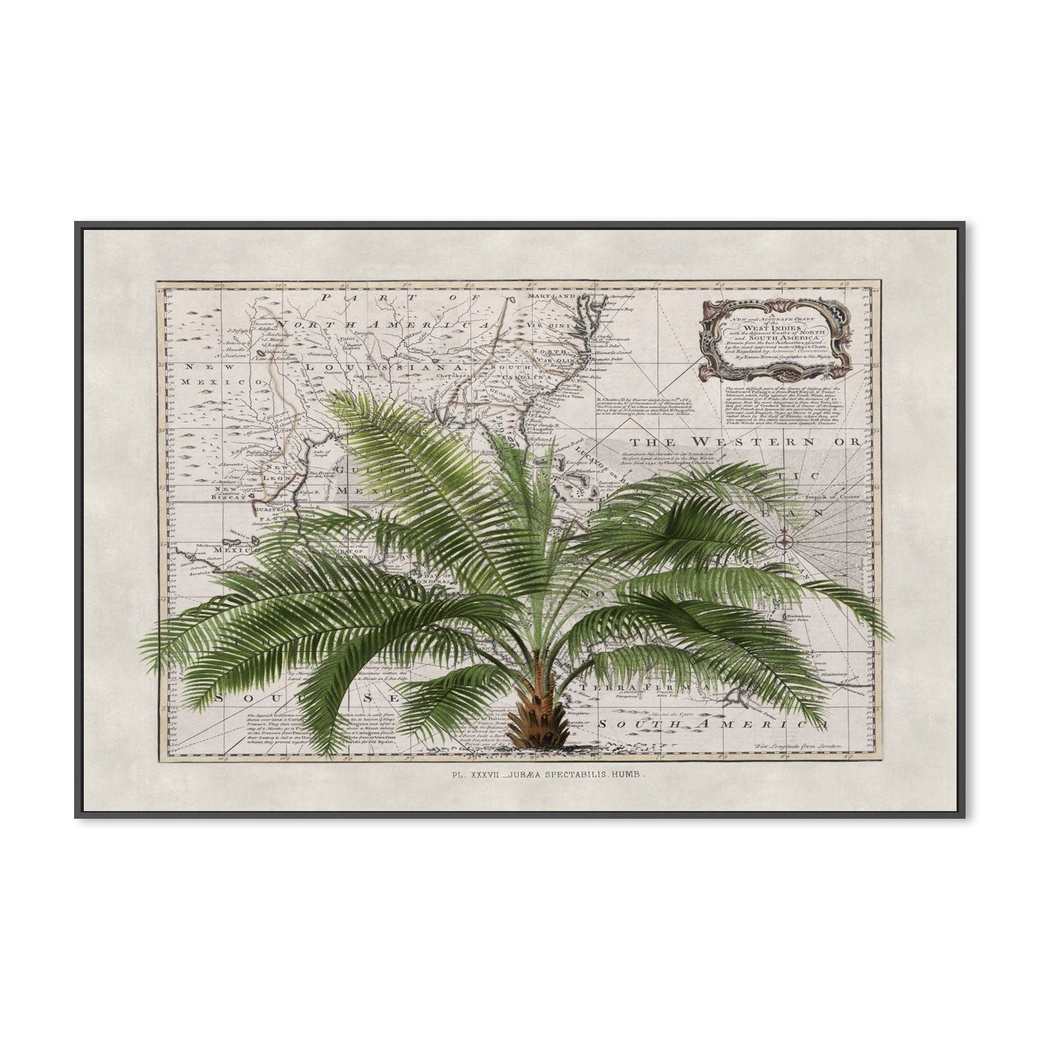 wall-art-print-canvas-poster-framed-Tropical Empire, By Andrea Haase-GIOIA-WALL-ART